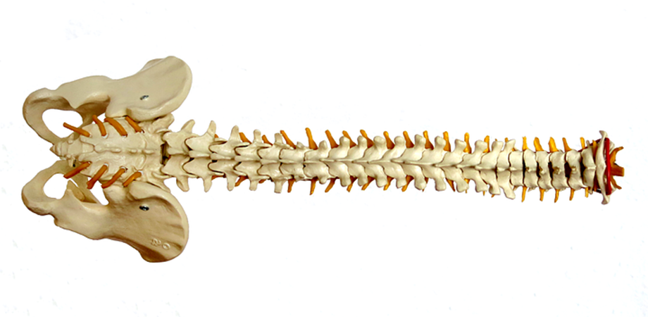 coloana vertebrala