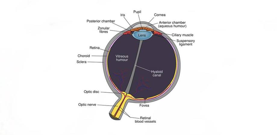 terapia vederii si anatomia ochiului