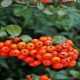 Guarana