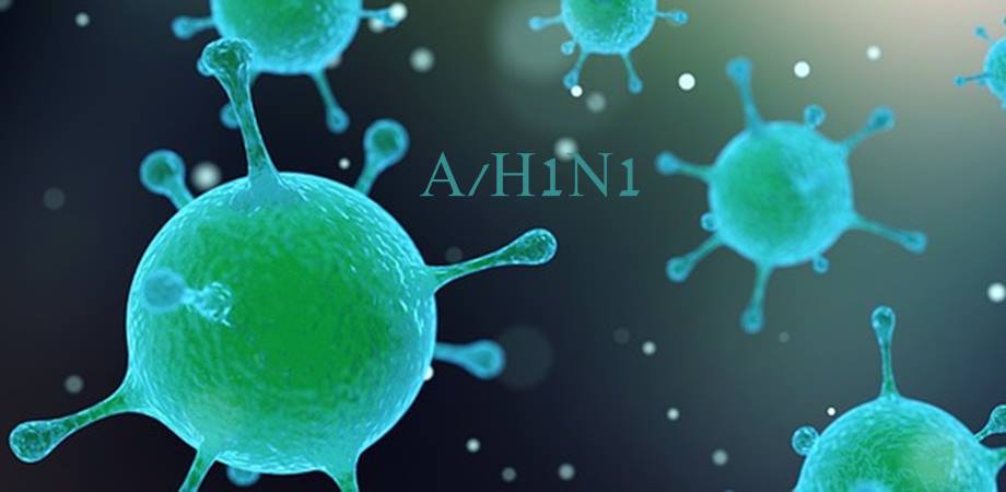 gripa porcina AH1N1