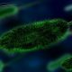 Infectia cu Helicobacter pylori, boli gastrointestinale