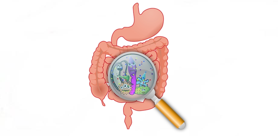 gut bacterii slăbire pierde greutatea de recuperare
