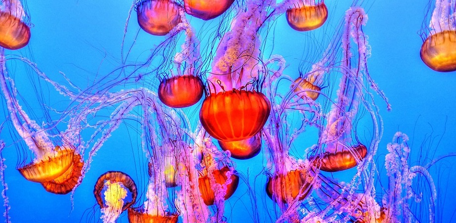 Cat de periculoasa este intepatura de meduza?