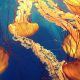 Intepatura de meduza