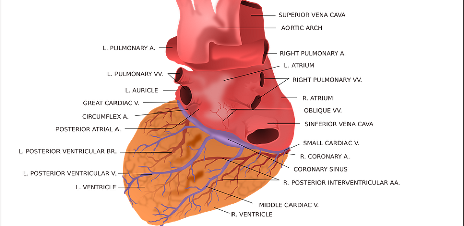 Care sunt bolile valvelor cardiace?