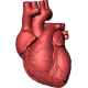 Bolile valvelor cardiace