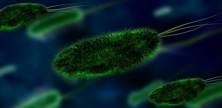 Cum se transmite bacteria E. coli?