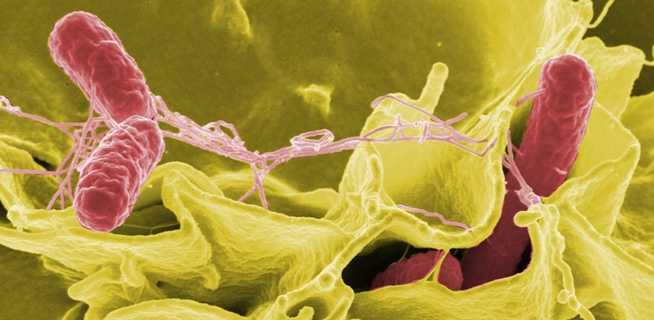 bacteria salmonella