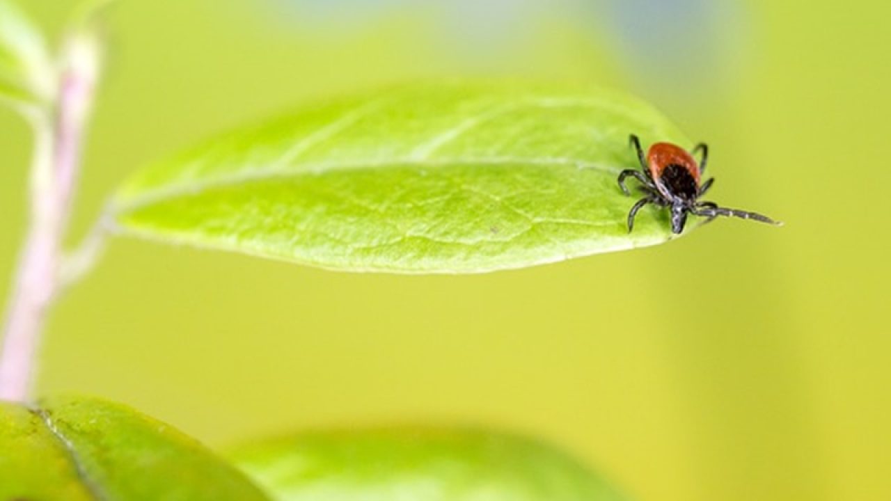 Cum se tratează boala Lyme și se însoțește cu naturopatie ?