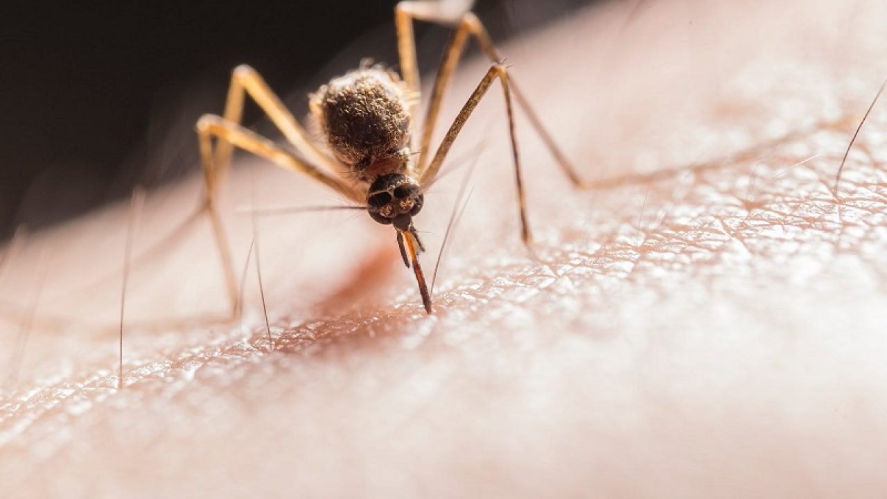 pierderea în greutate în febra dengue poate vaping ajuta u pierde in greutate