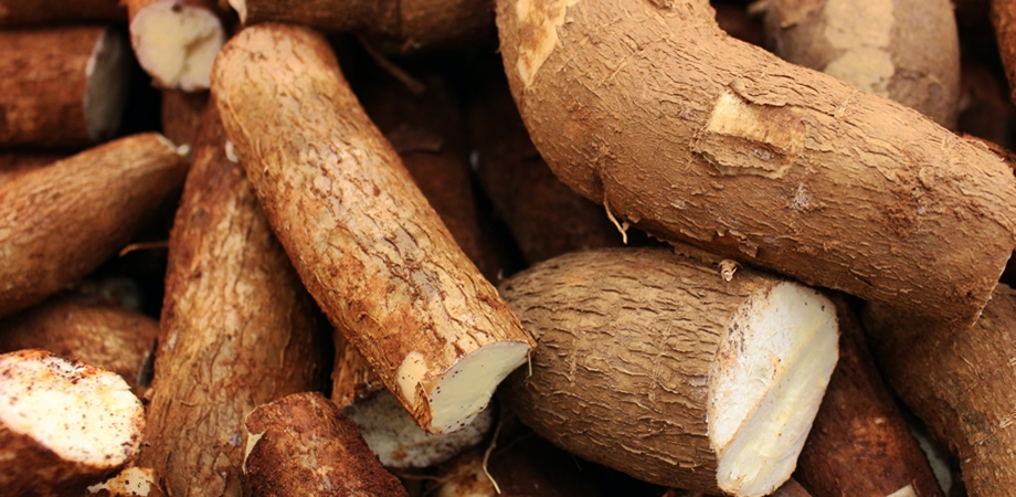 radacina de manioc