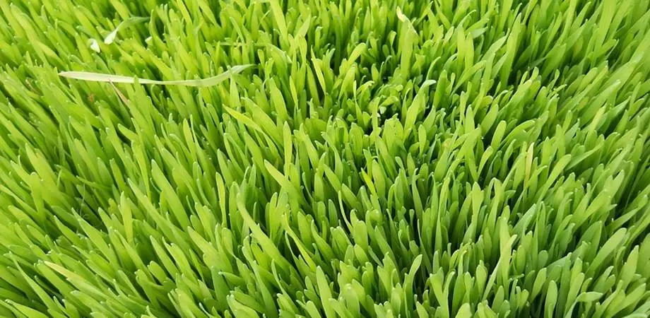 orz verde beneficii
