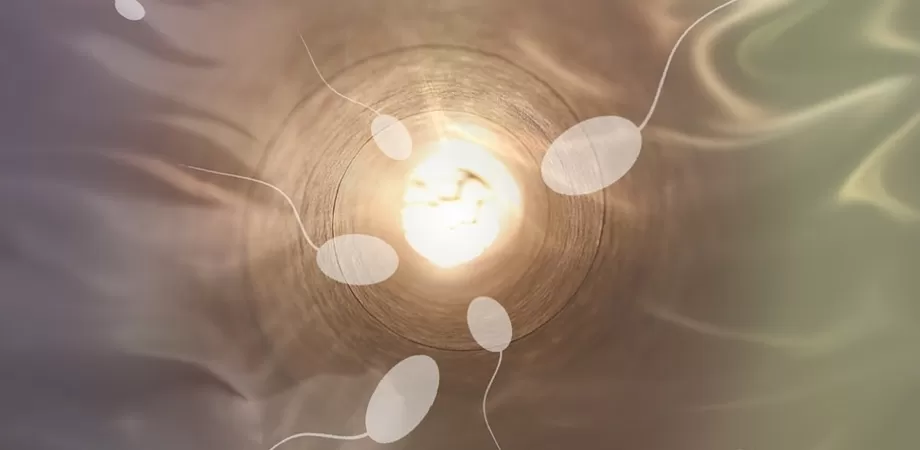 fertilitatea