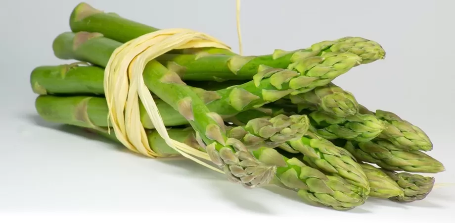 asparagus officinalis