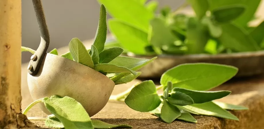 ce contine salvia
