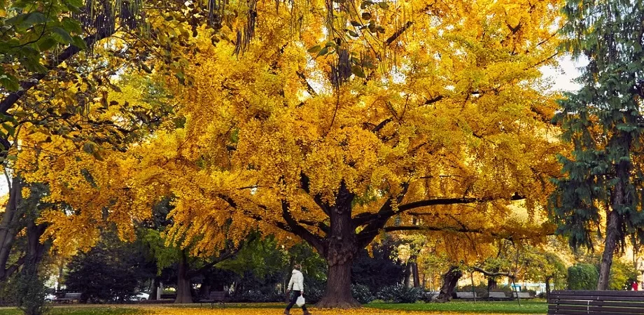 ginkgo biloba planta