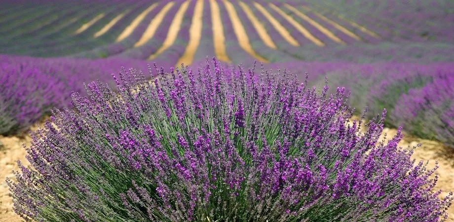 lavanda proprietati