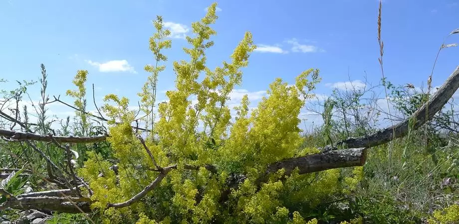 ce sunt florile de sanziene